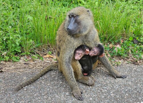 15-Day Ultimate Uganda Safari Adventure