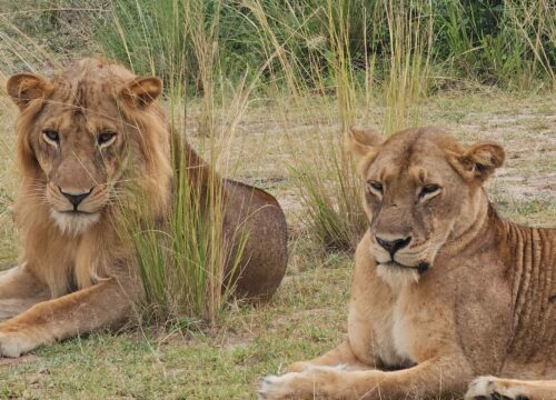 Top 7 Must-Visit National Parks in Uganda