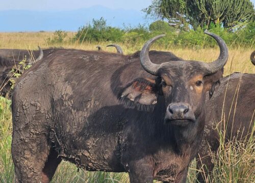 Uganda vs Kenya vs Tanzania: Which Safari Destination Is Right for You?