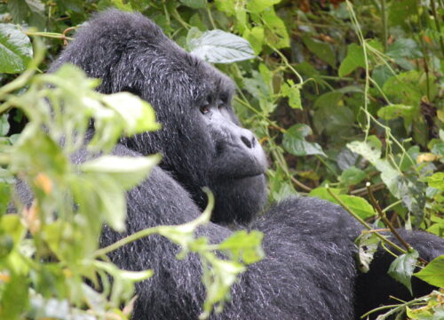 3 Days Mountain Gorilla Safaris