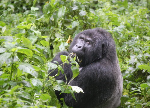 Gorilla Trekking in Uganda: Everything You Need to Know Before You Go