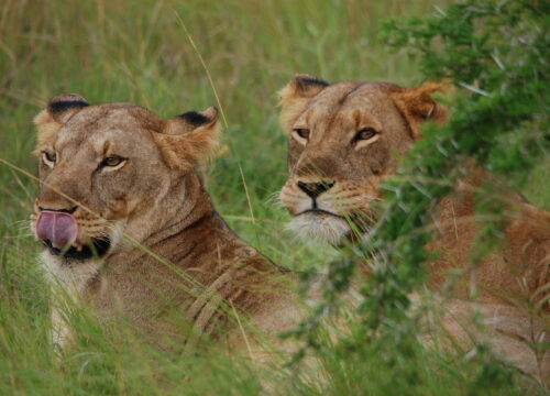 9 Days Uganda Wildlife, Chimpanzee & Gorilla Safari