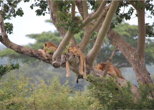 Arrival in Entebbe13-Day Uganda Safari Adventure: Wildlife, Culture & Scenic WondersArrival in Entebbe
