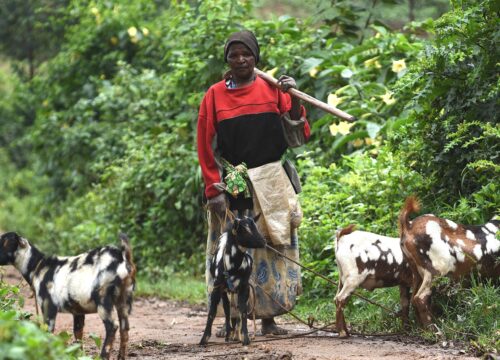 Cultural Experiences You Shouldn’t Miss in Uganda