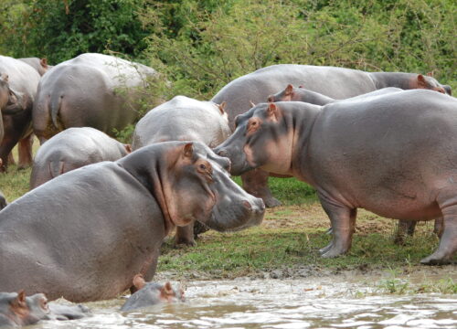 Why Uganda Is the Pearl of Africa: A Safari Like No Other