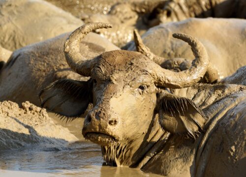 Why Travel with a Local Safari Company in Uganda