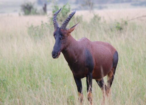 12-Day Ultimate Uganda Safari & Cultural Experience