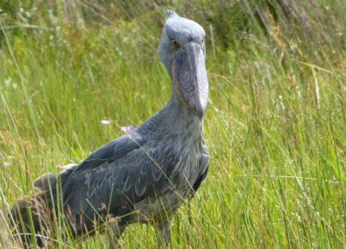 Responsible Tourism: How Safaris Support Conservation in Uganda